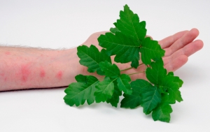 Geranium leaves
