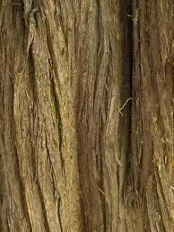 Cedarwood