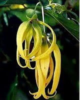 Ylang Ylang