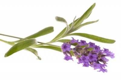 Kokokahn Lavender Plant