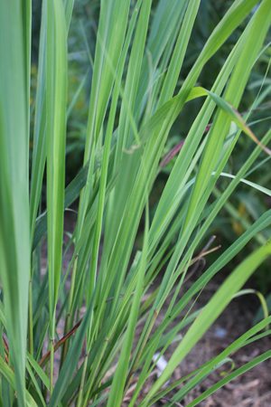 Lemongrass