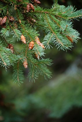 Black Spruce Tree