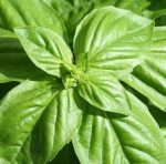 Basil Plant