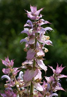 Clary Sage Plant