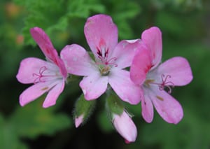 Geranium Flowers