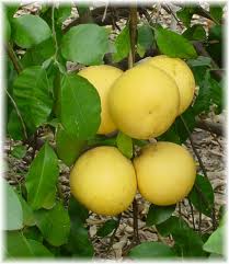 Grapefruit Essential Oil