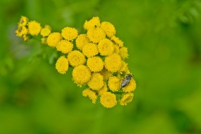 Kokokahn Essential Oils Blue Tansy for Bug Bites