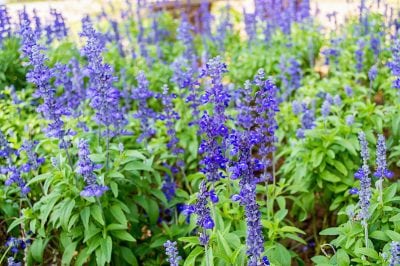 Kokokahn Essential Oils Clary Sage Plant