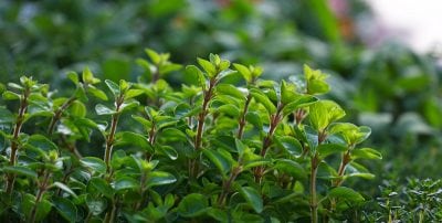 Kokokahn Marjoram Essential Oil Benefits
