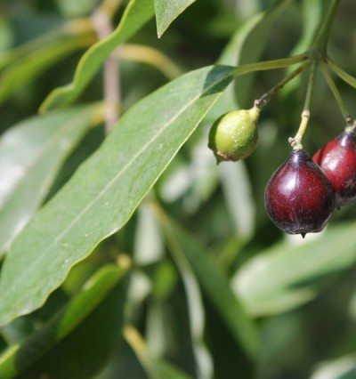 Sandalwood Essential Oil