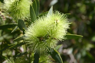 Kokokahn Tea Tree Plant