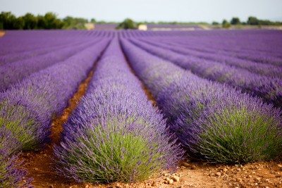 Lavender Oil Uses
