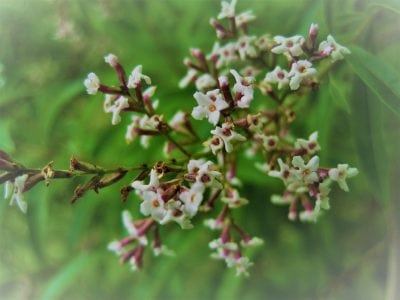 Lemon Verbena Flowers Kokokahn Essential Oils