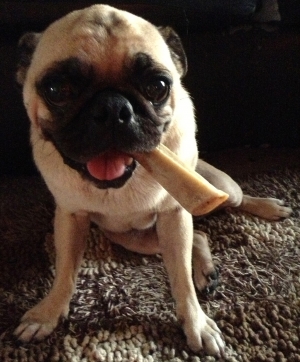 Flea Free Pug - Essential Oil Shampoo Recipe