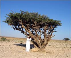 Frankincense Tree