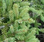 Kokokahn Essential Oils Guide - Black spruce essential oil is good for arthritis pain