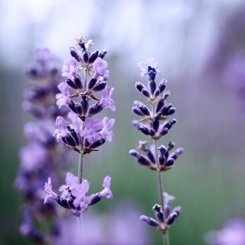 Kokokahn Lavender Plant