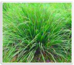 lemon grass