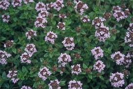 Thyme Plant for Immune Support