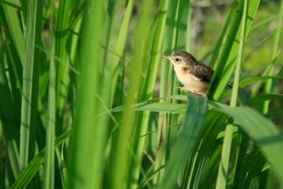 Lemongrass plant with bird