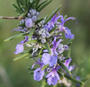 Rosemary Essential Oil for Hair Loss